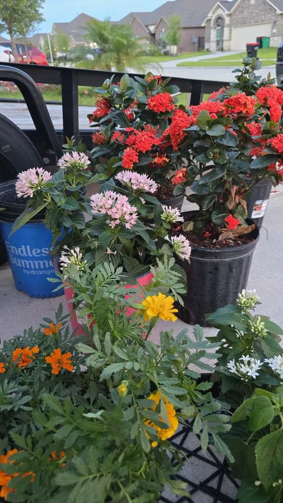 Affordable landscaping services in Katy, TX - Will Cut It