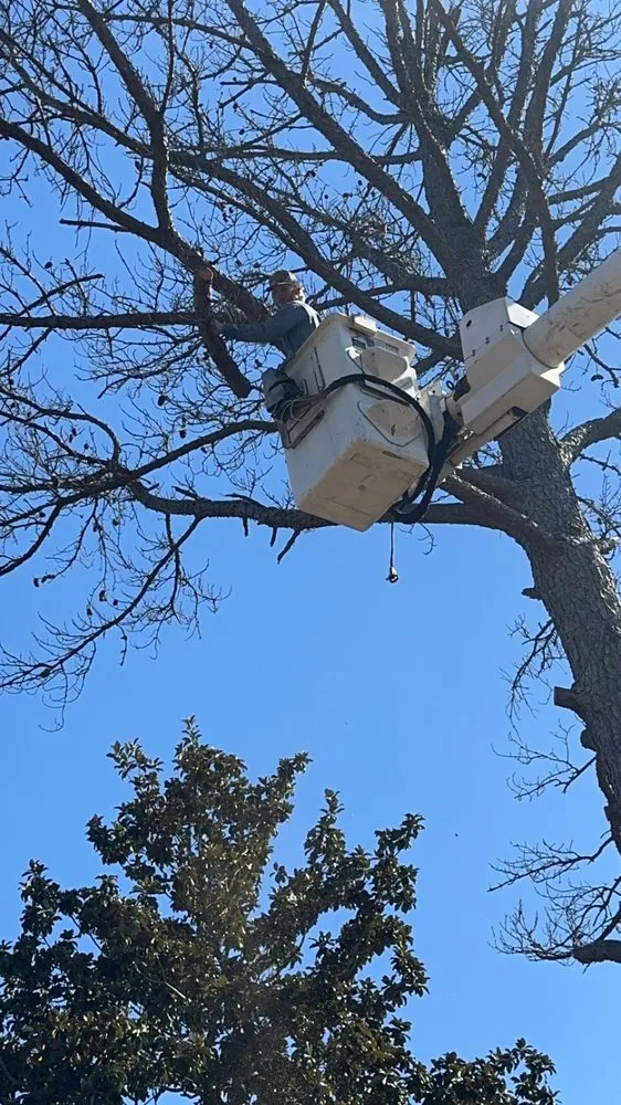 Local landscape design experts serving Grenada, MS - Will Squared Tree Service