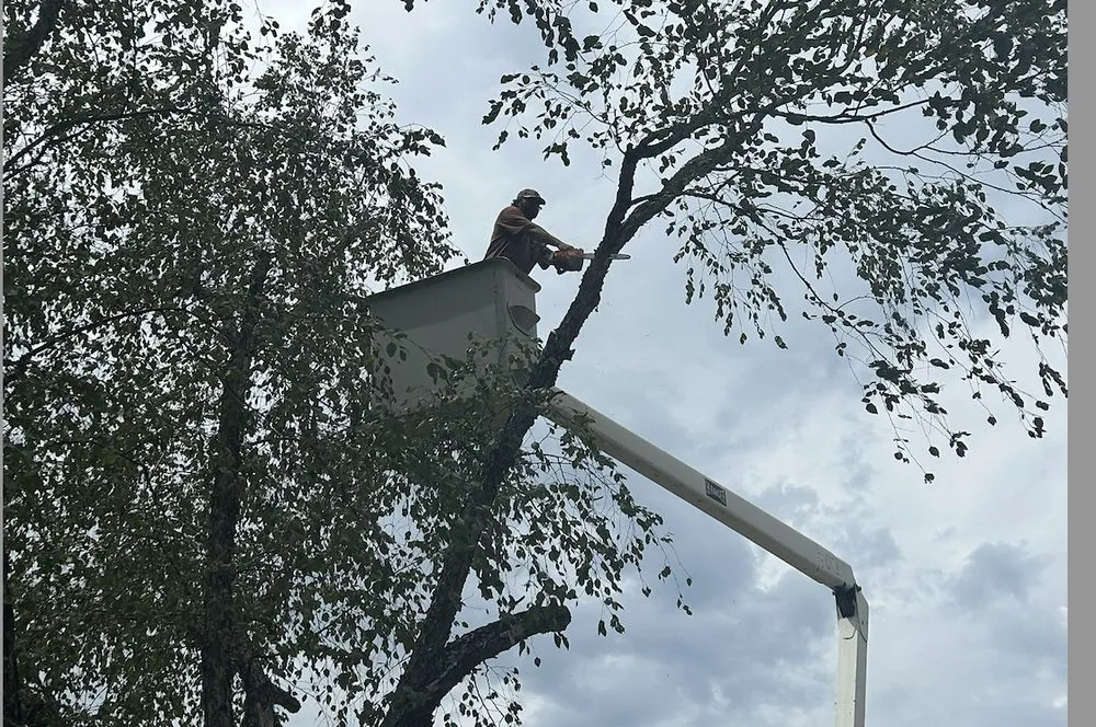 Local landscape design experts serving Grenada, MS - Will Squared Tree Service