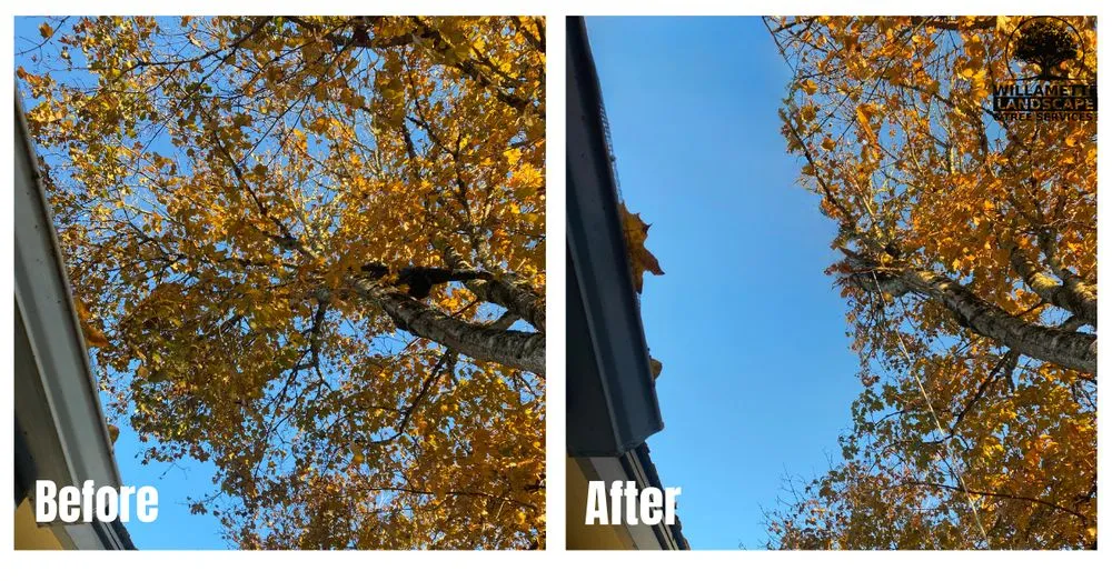 Top-rated landscape installation experts serving Albany, OR - Willamette Landscaping And Tree Services