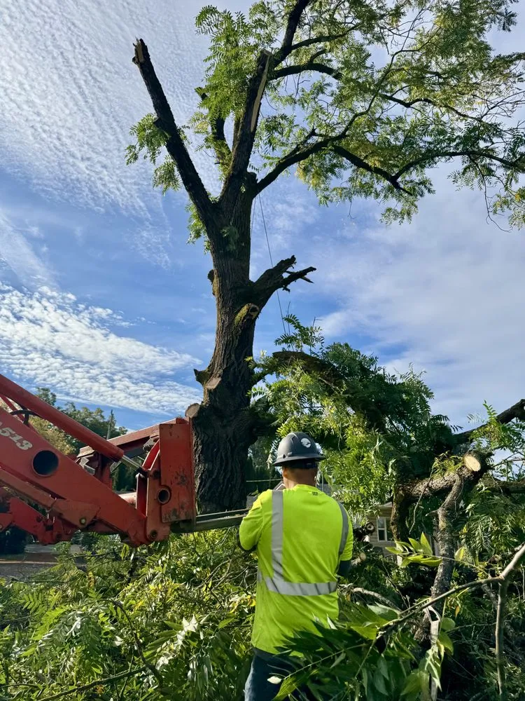 Top-rated outdoor landscaping for year-round maintenance in Albany, OR by Willamette Landscaping And Tree Services