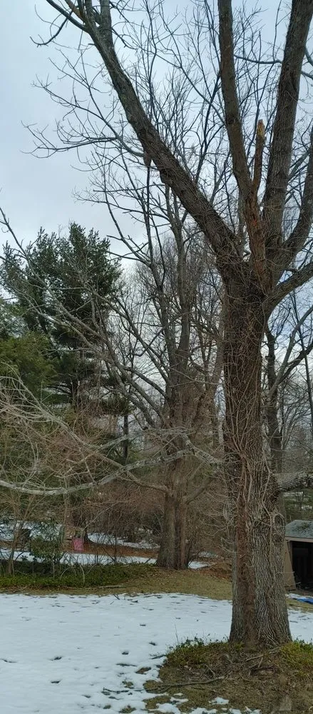 Local yard cleanup service in Ashland, MA by Willcam Plus Construction