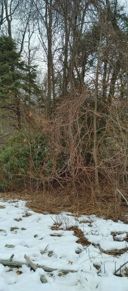 Local outdoor landscaping with custom design in Ashland, MA by Willcam Plus Construction