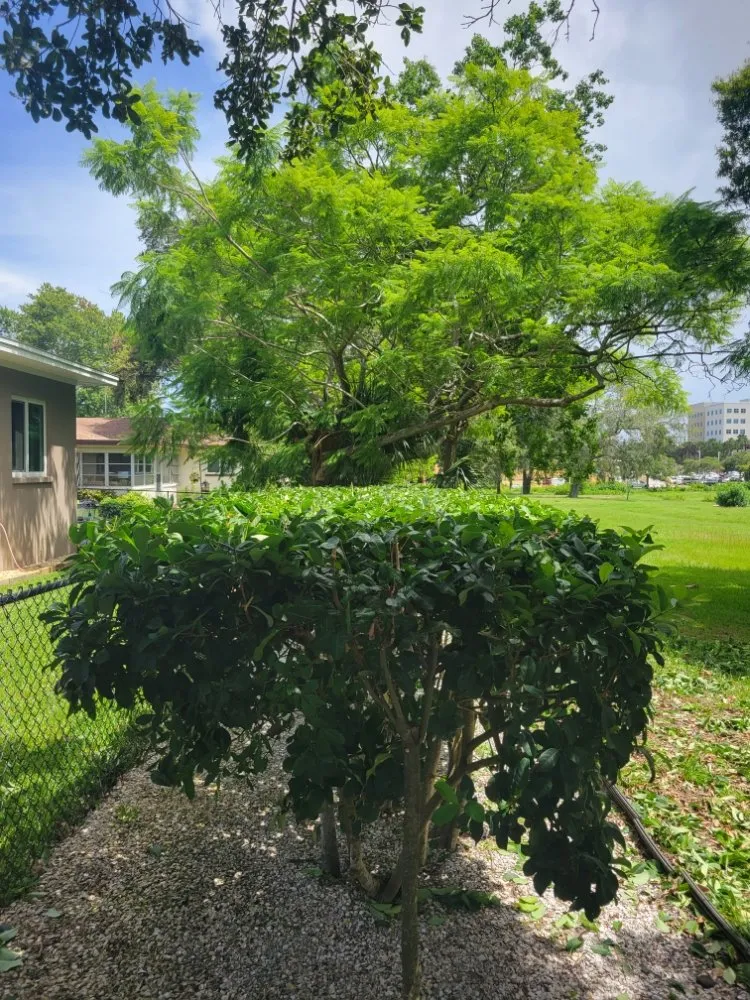 Professional outdoor landscaping in Clearwater, FL - Willcan