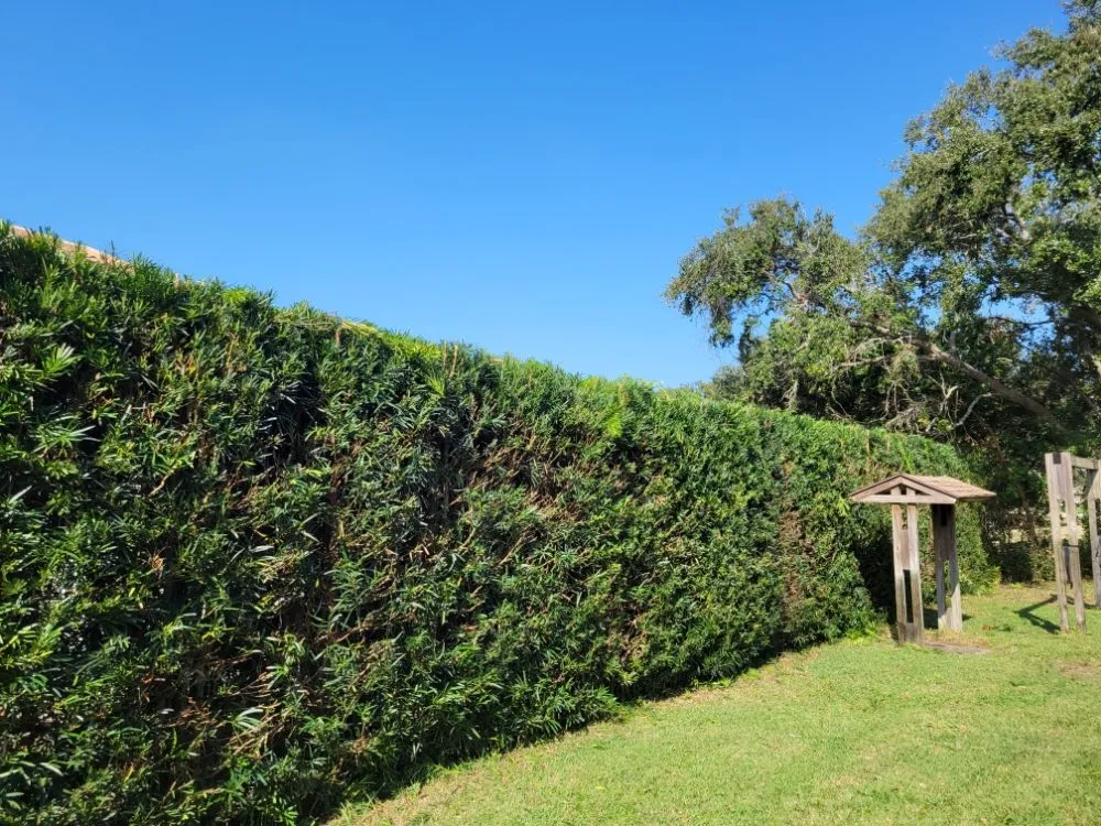 Reliable residential landscaping in Clearwater, FL by Willcan