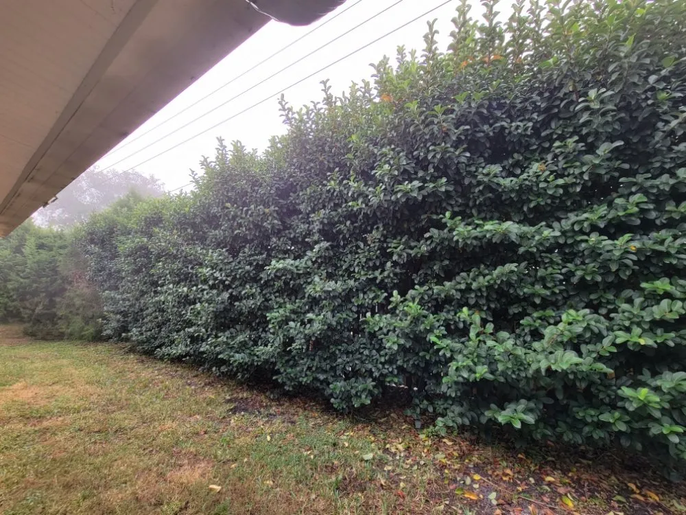 Custom lawn mowing service for beautiful yards in Clearwater, FL by Willcan