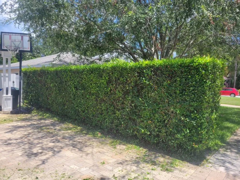 Custom landscape design for homes in Clearwater, FL by Willcan