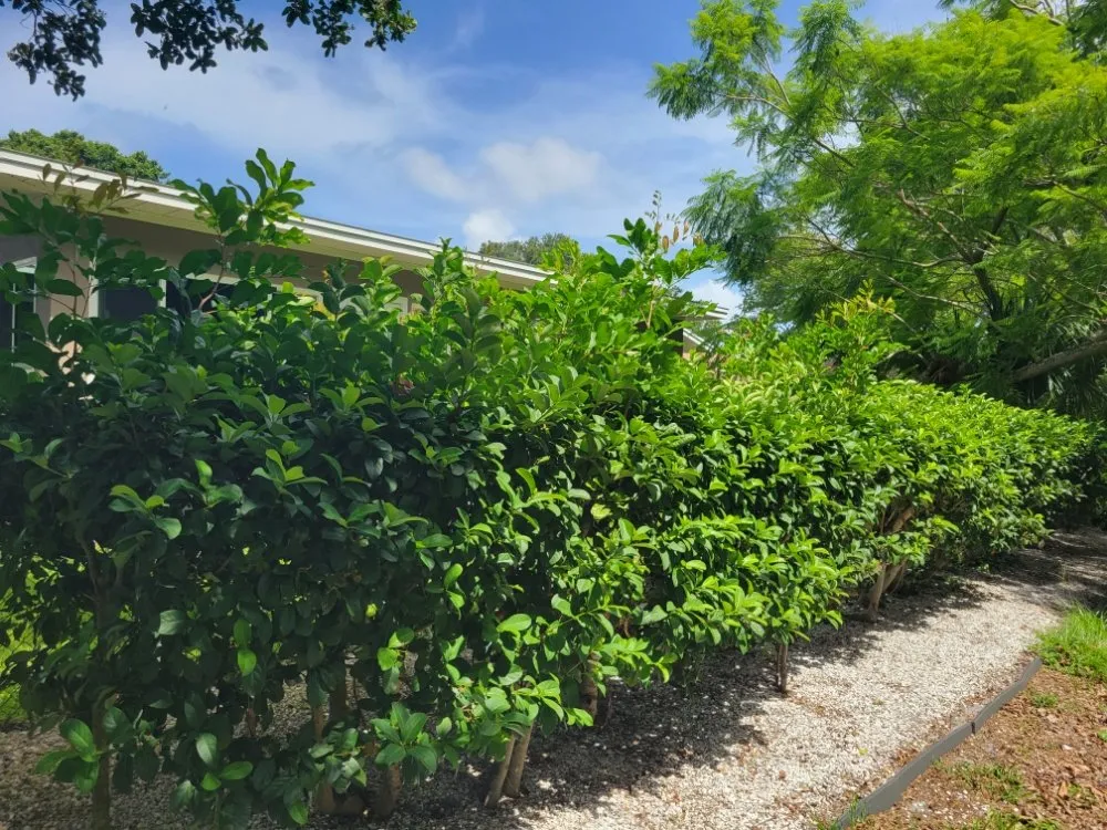 Trusted yard cleanup service near you across Clearwater, FL - Willcan