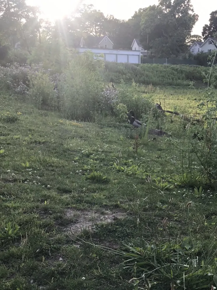 Trusted lawn care service in Massillon, OH by Willcare Lawncare