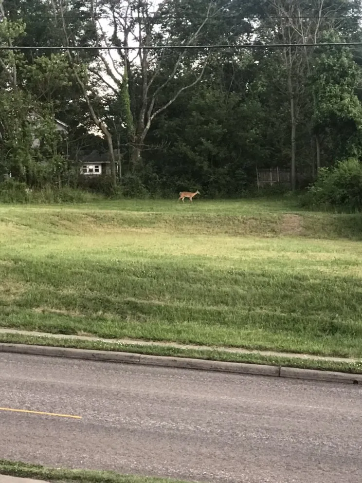 Top-rated landscaping services in Massillon, OH by Willcare Lawncare