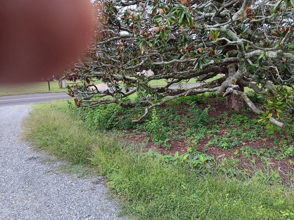 Professional lawn care service in Richmond, VA by Willcutz