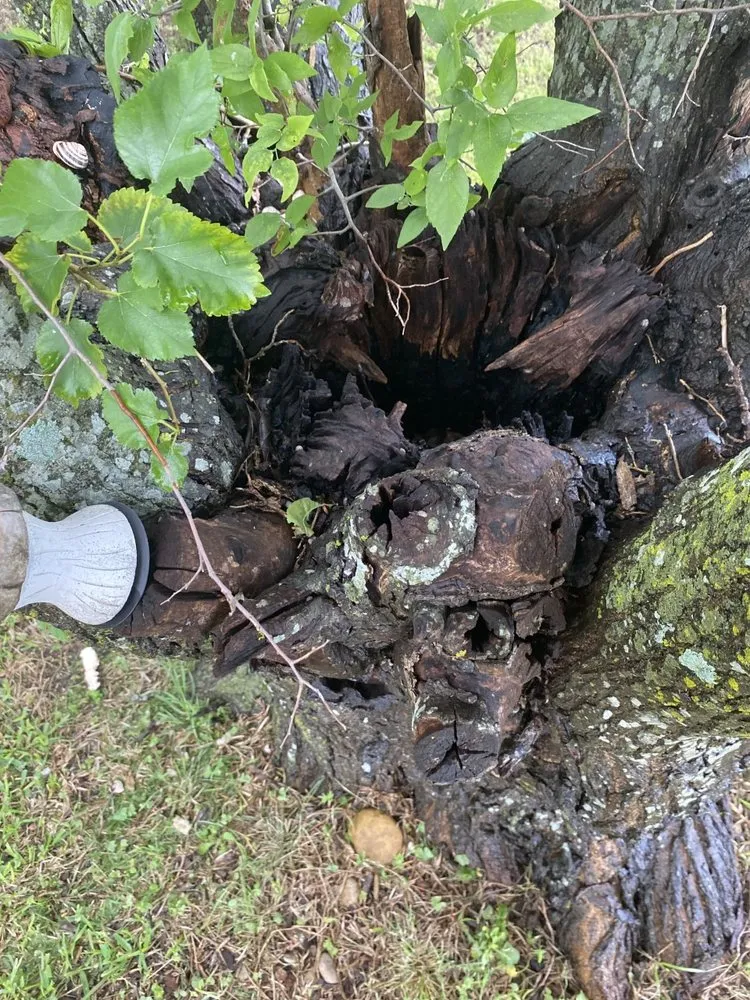 Custom outdoor landscaping experts serving Copperas Cove, TX - Willdub Landscape and More