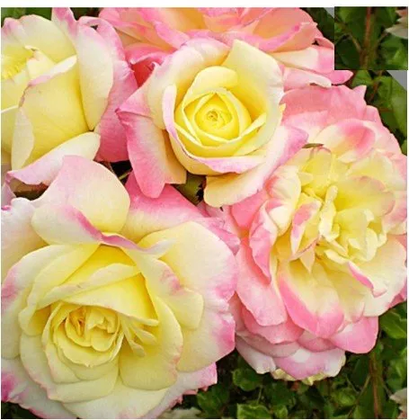 Reliable yard maintenance with custom design across De Pere, WI - Willems Landscape Service