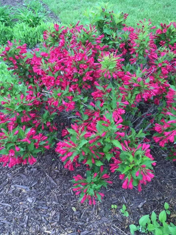 Expert yard maintenance for residential properties in De Pere, WI by Willems Landscape Service