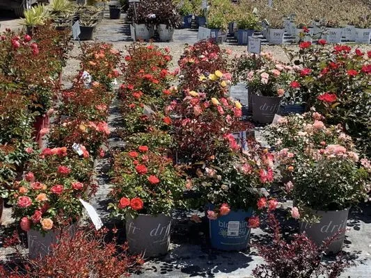 Willems Landscape Service