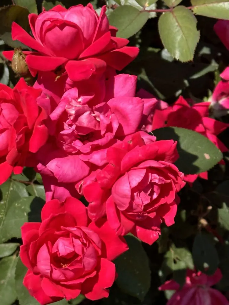 Top-rated lawn mowing service in Ardmore, PA - William Geraghty Landscaping