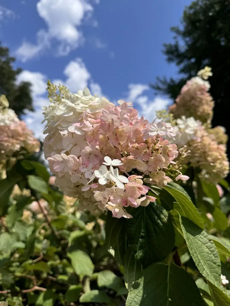 Professional landscaping services in Ardmore, PA by William Geraghty Landscaping