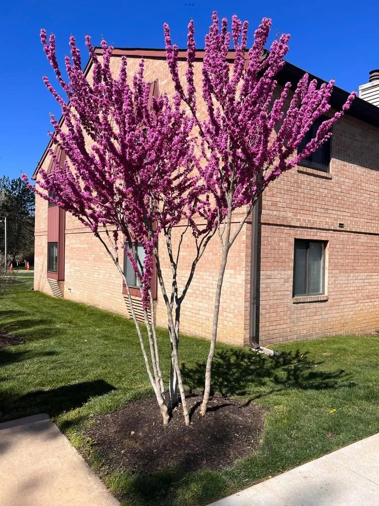 Reliable yard maintenance in Ardmore, PA by William Geraghty Landscaping