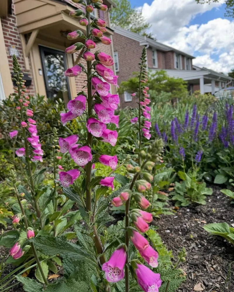 Reliable lawn mowing service in Ardmore, PA by William Geraghty Landscaping