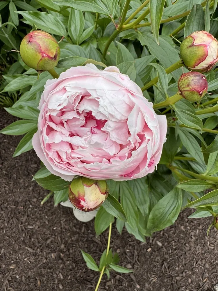 Professional garden landscaping for beautiful yards across Ardmore, PA - William Geraghty Landscaping