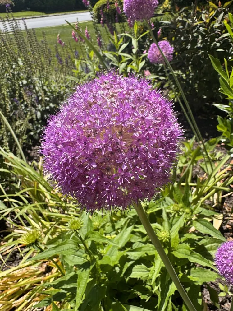 Professional garden landscaping in Ardmore, PA - William Geraghty Landscaping