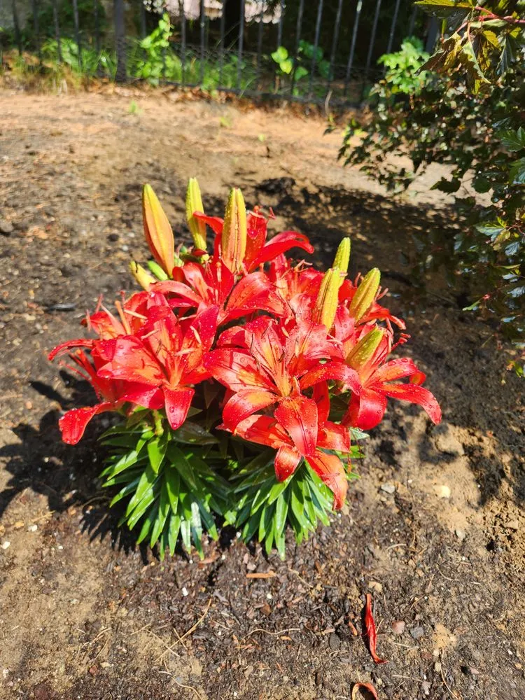 Custom landscape installation in North Providence, RI by William Guglietti Handyman Services and Cleaning