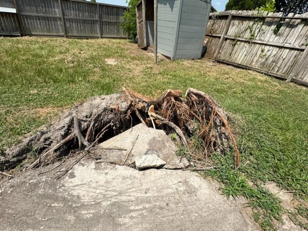 Local yard cleanup service in Houston, TX - William Tree Service