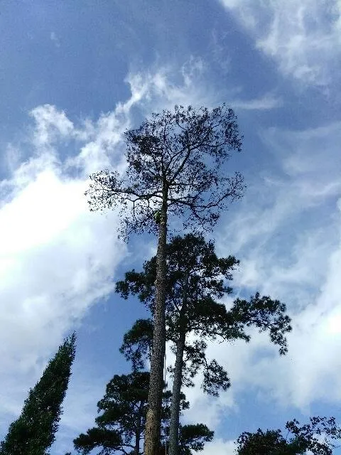 Expert lawn care service near you across Houston, TX - William Tree Service