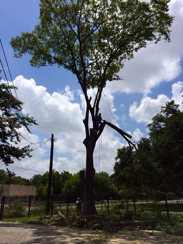 Trusted yard maintenance experts serving Houston, TX - William Tree Service