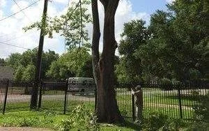 Custom residential landscaping experts serving Houston, TX - William Tree Service