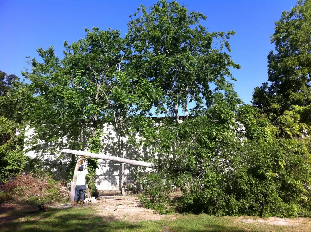 Top-rated lawn mowing service in Houston, TX by William Tree Service