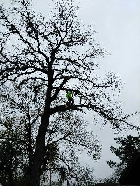 Affordable yard cleanup service experts serving Houston, TX - William Tree Service