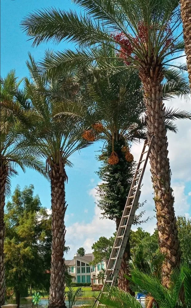 Affordable landscape design for homes in Houston, TX by William Tree Service