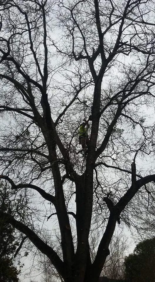 Trusted yard maintenance in Houston, TX by William Tree Service