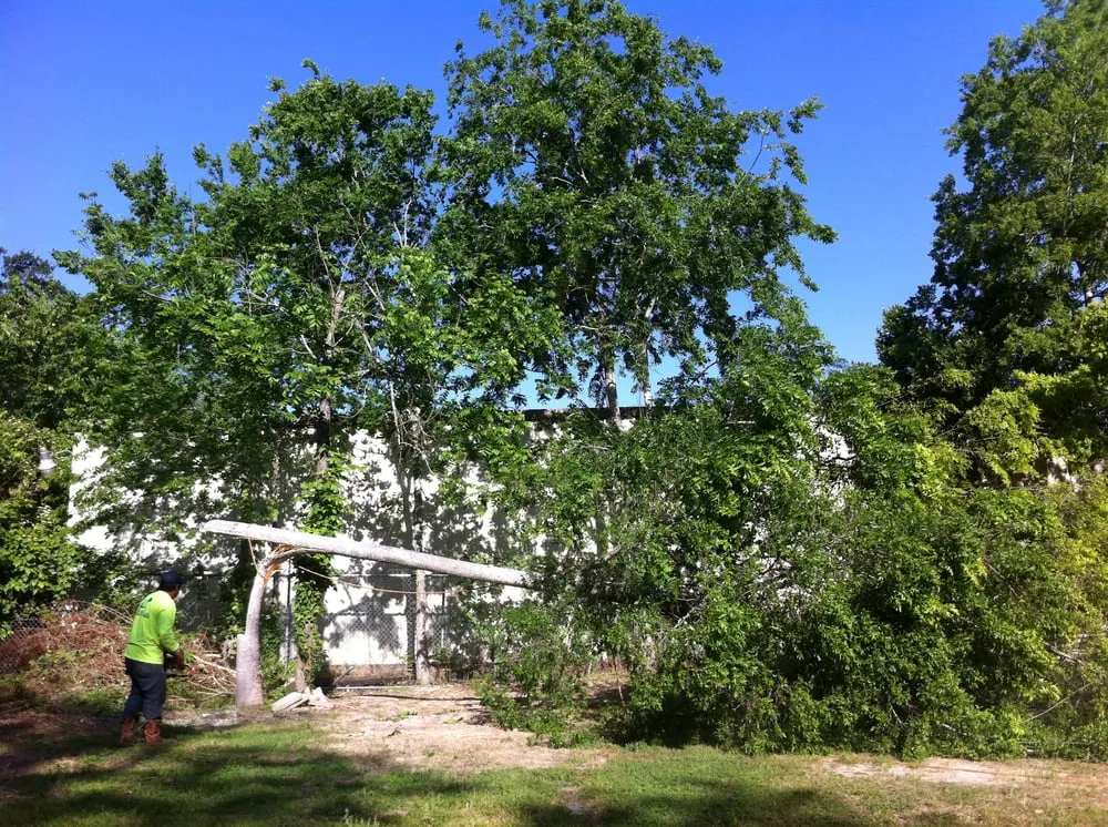 Trusted landscaping services for residential properties across Houston, TX - William Tree Service