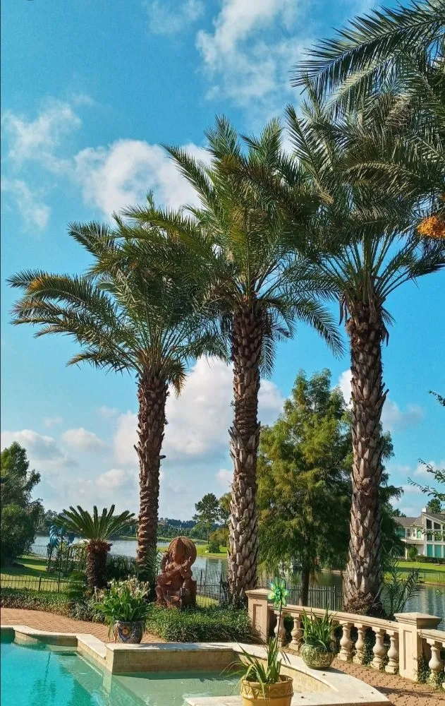 Affordable yard maintenance for residential properties across Houston, TX - William Tree Service