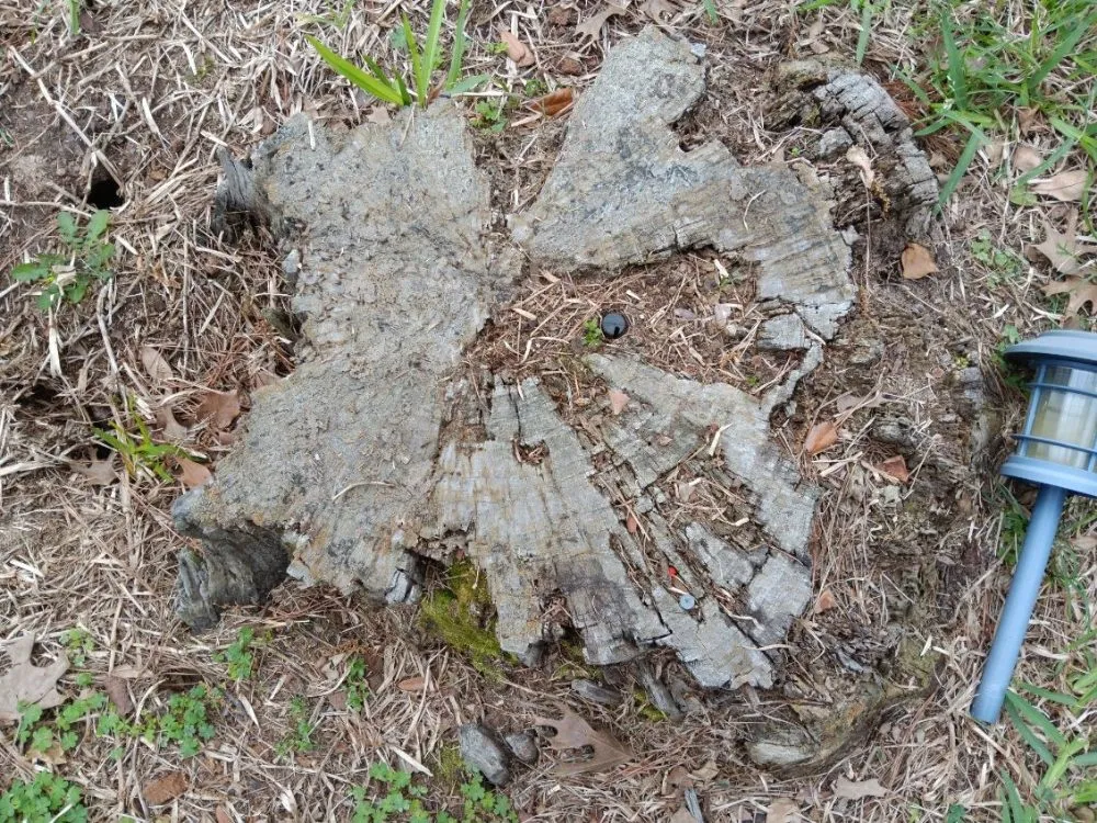 Top-rated yard cleanup service in Houston, TX by William Tree Service