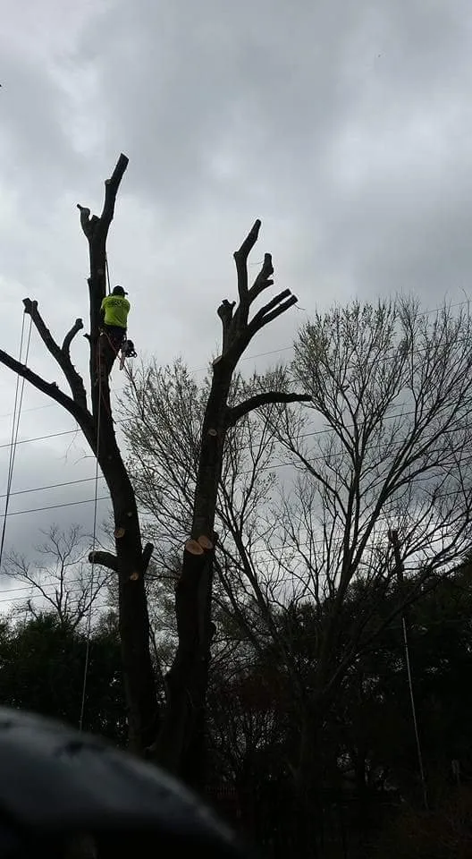 Affordable yard maintenance for year-round maintenance across Houston, TX - William Tree Service