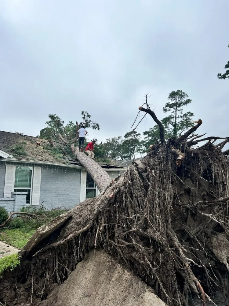 Custom landscape design in Houston, TX - William Tree Service