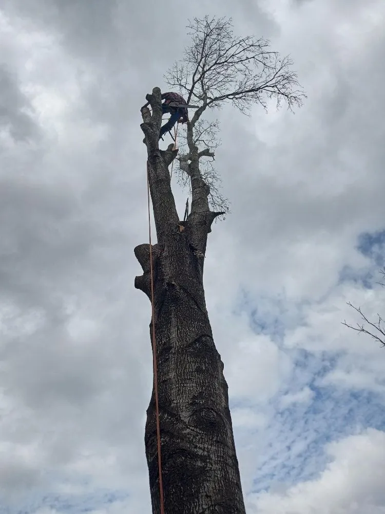 Affordable lawn mowing service experts serving Houston, TX - William Tree Service