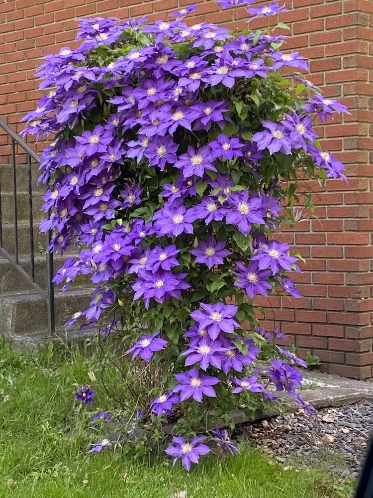 Local yard maintenance for homes in Covington Township, PA by Williams Garden Center
