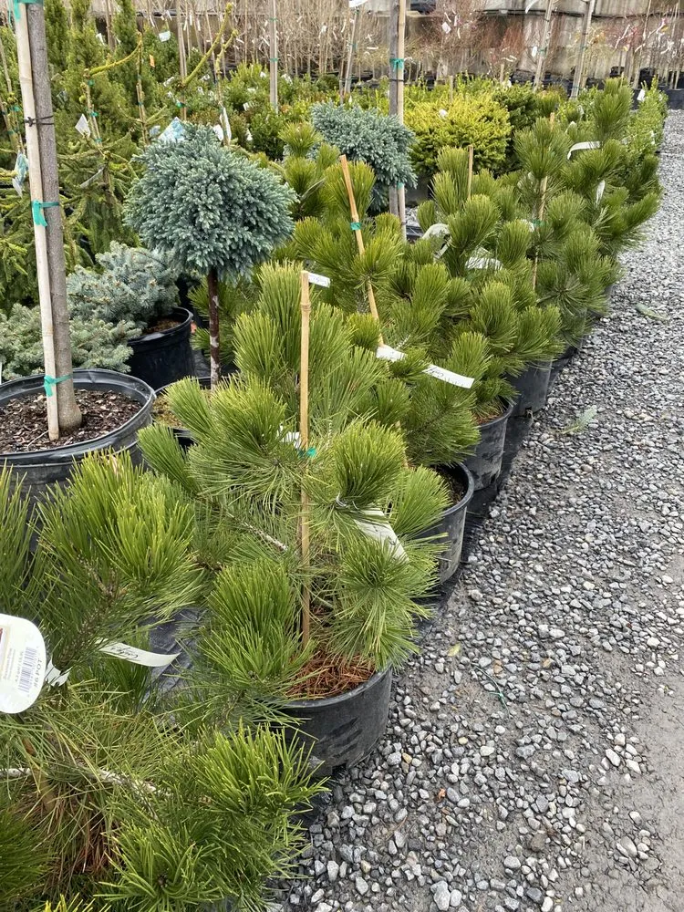 Affordable landscape design experts serving Covington Township, PA - Williams Garden Center