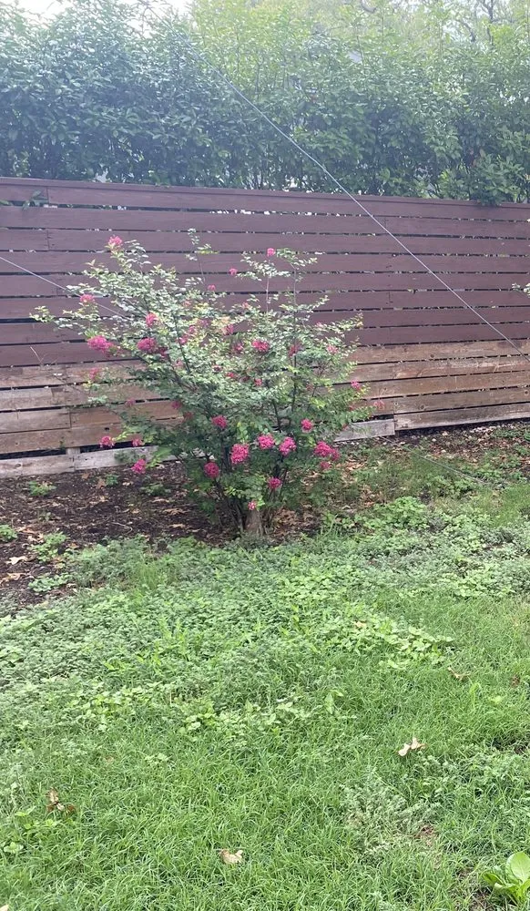 Professional yard cleanup service experts serving Killeen, TX - Williams Irrigation and Lawn Service