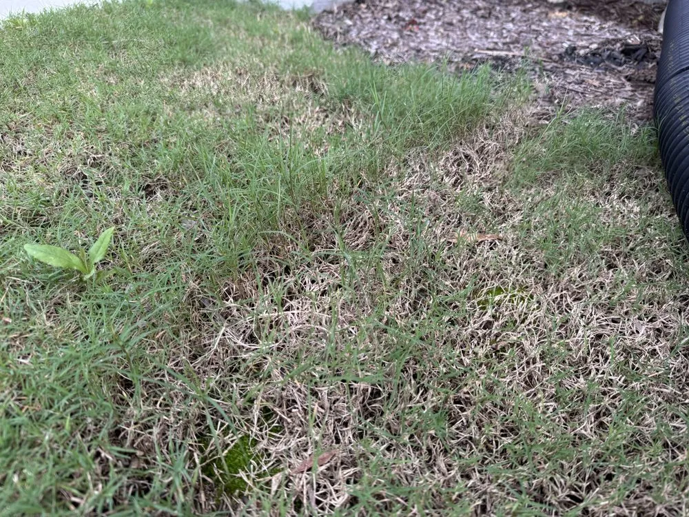 Professional landscaping services with custom design across Williamsburg, VA - Williams Landscape & Design