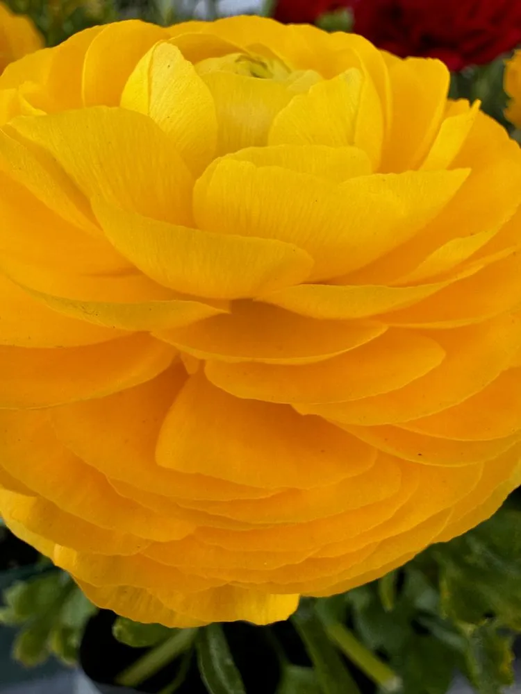 Top-rated yard cleanup service near you in Chicago, IL by Williams Landscaping