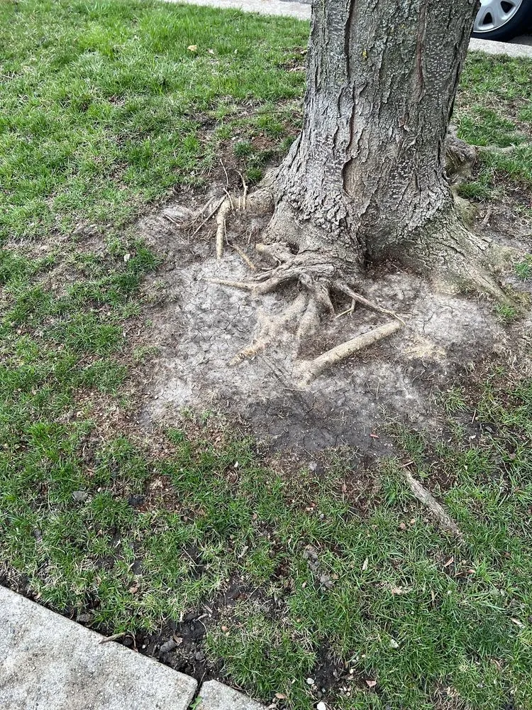 Top-rated yard maintenance in Chicago, IL by Williams Landscaping