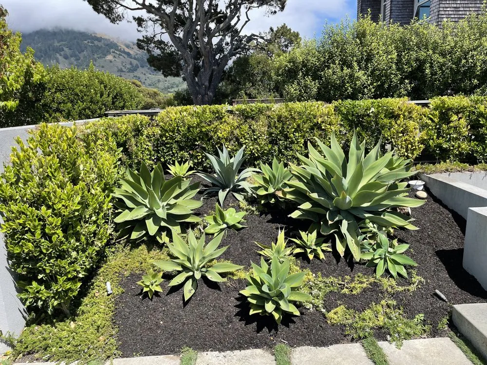 Professional residential landscaping with custom design across Novato, CA - William's Landscaping