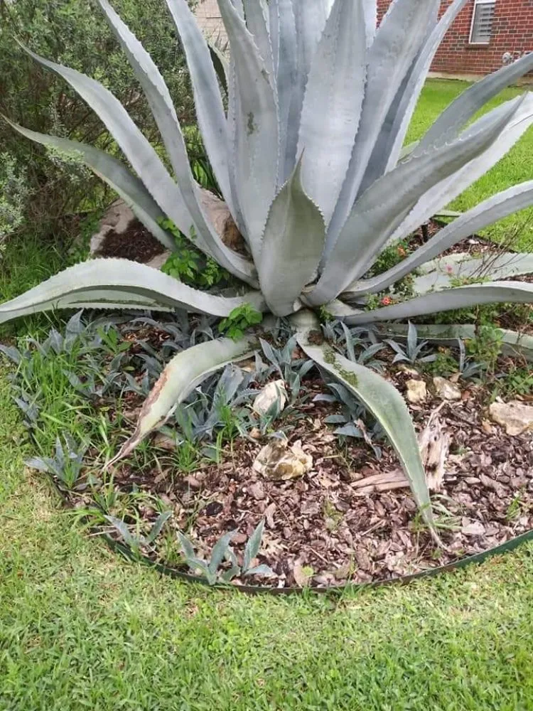 Professional landscaping services in Round Rock, TX by Williams Lawn Care ATX