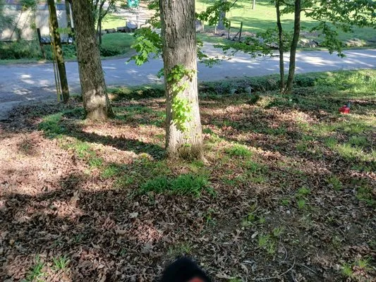 William's Lawn Care Logo