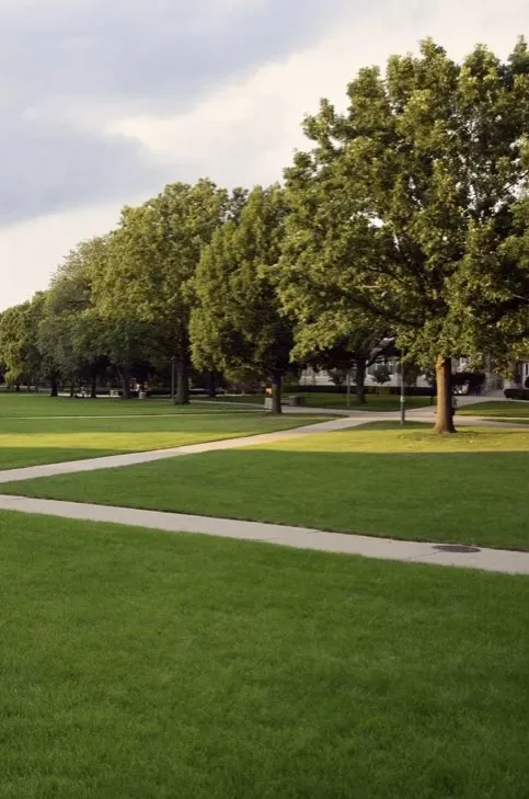 Professional landscaping services in Windsor, CO - William’s Lawn Services